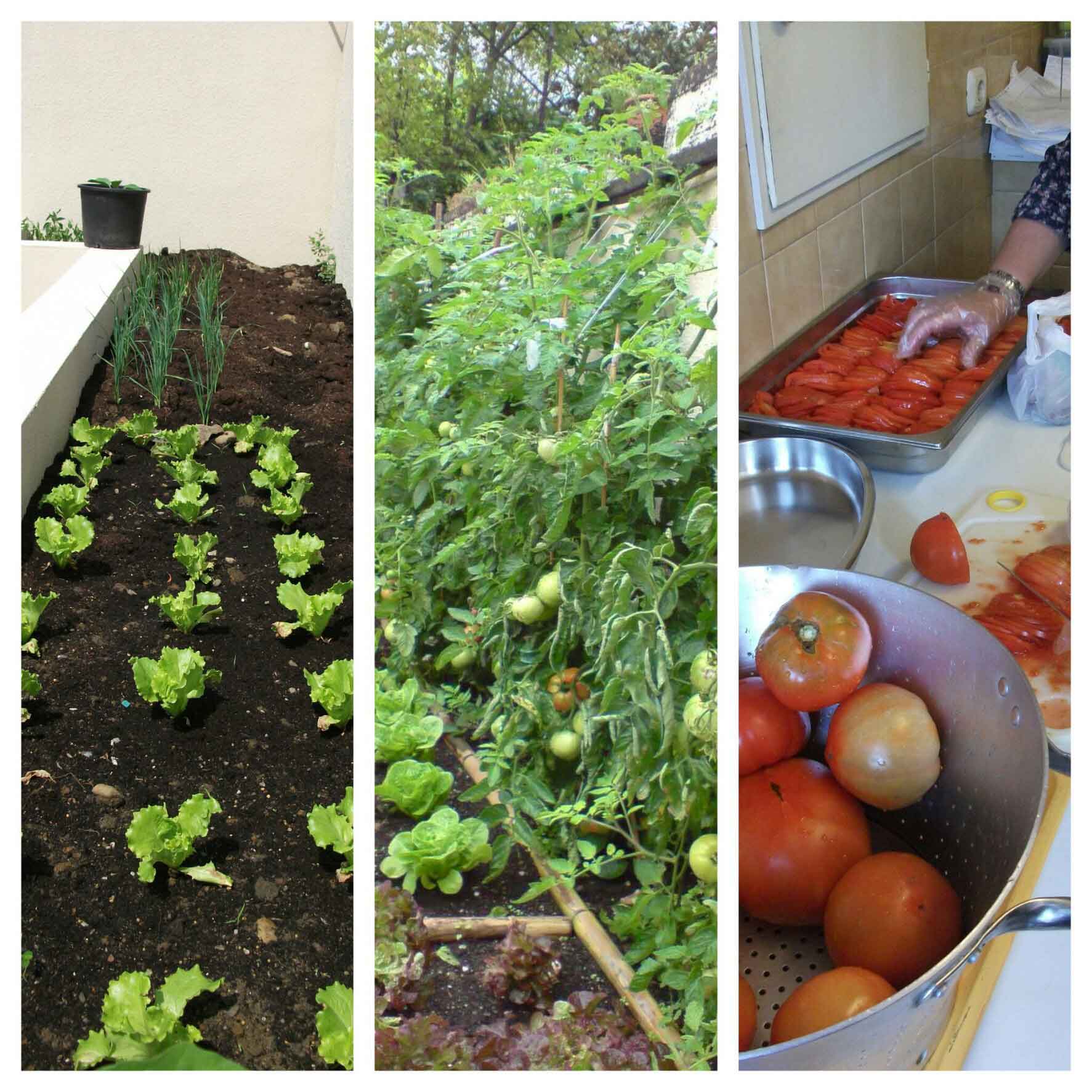 De la huerta de Gizaide a la mesa